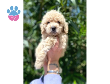 Güzel Yüzlü Maltipoo Bebeklerimiz