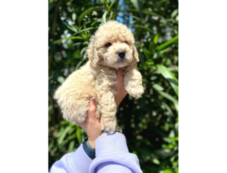 Güzel Yüzlü Maltipoo Bebeklerimiz - 5500
