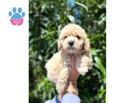 Güzel Yüzlü Maltipoo Bebeklerimiz