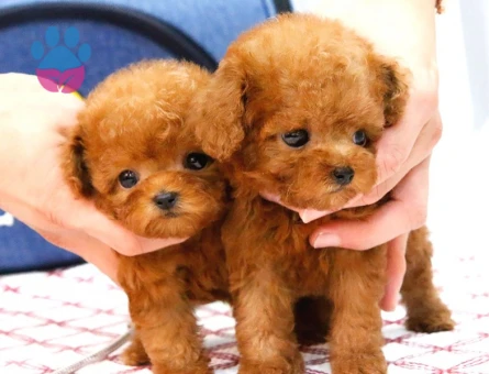 Süper Kali̇tedeki̇ Kore Kani Toy Poodle Bebeklerimiz
