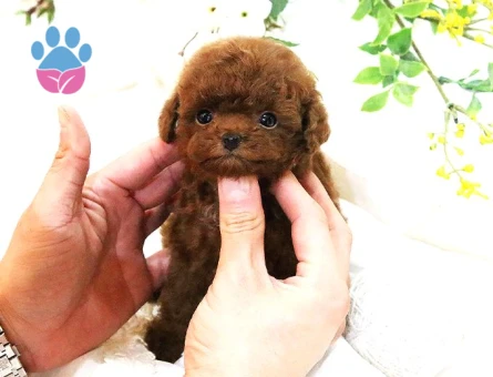 Hari̇ka Toy Poodle Yavrulari̇mi̇z