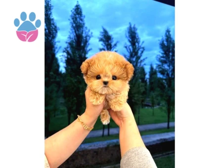 Malti̇poo Bebekleri̇m Kore - 5503