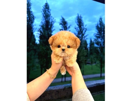Malti̇poo Bebekleri̇m Kore - 5503