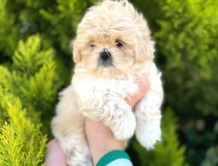 Kore Asıllı Teacup Maltipoo Bebeklerım - 5504