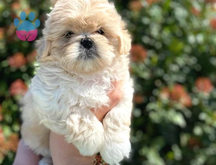 Kore Asıllı Teacup Maltipoo Bebeklerım
