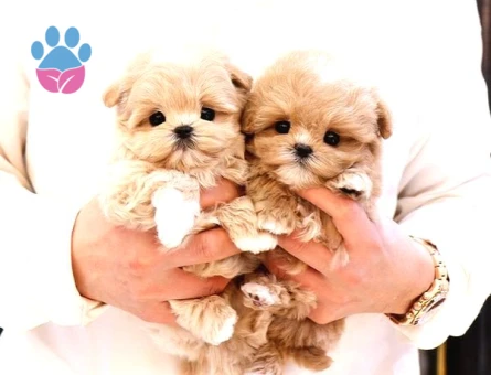 Kore Maltipoo bebeklerimiz