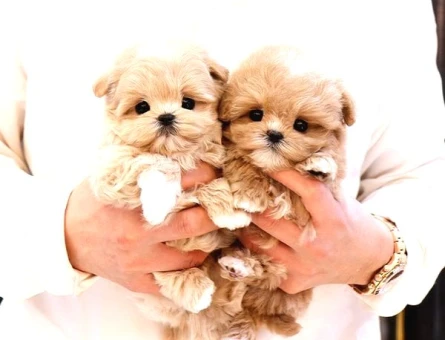 Kore Maltipoo bebeklerimiz - 5505