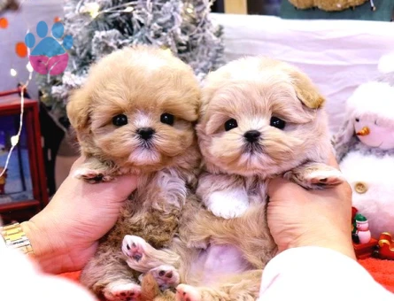 Kore Maltipoo bebeklerimiz