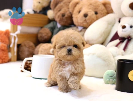Show Kalite Toy Poodle Bebeklerim - 5508