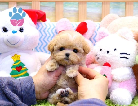 Show Kalite Toy Poodle Bebeklerim