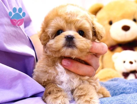 Gülen Surat Toy Poodle Mi̇nnaklarimiz