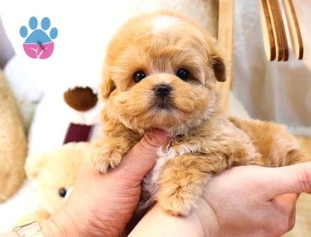 Gülen Surat Toy Poodle Mi̇nnaklarimiz