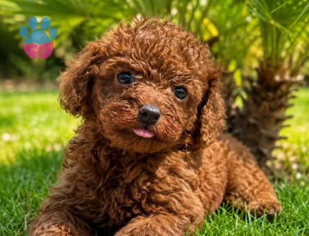 Toypoodle çok sevimli yavrular ruhsatlı çiftlik