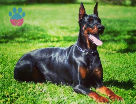Şecereli Doberman Yavrular 2 Aylıklar - 5512