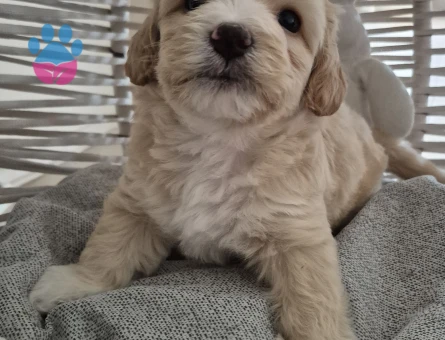 F1 Maltipoo yavrular 2 Aylıklar