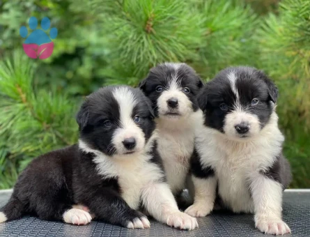 Border. Collie. Yavruları 2 Aylıklar - 5517