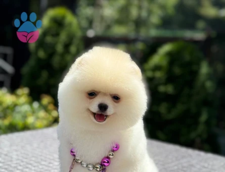 Orjinal Pomeranian Boo Yavrularımız Yeni Ailesi İçin Hazır