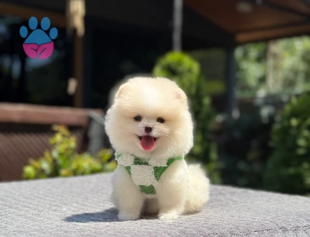 Beykoz’da Sağlıklı ve Sevimli Pomeranian Boo Yavruları