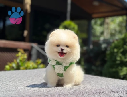Beykoz’da Sağlıklı ve Sevimli Pomeranian Boo Yavruları