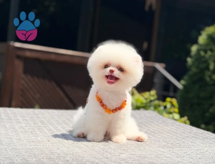 Çocuk Dostu Pomeranian Boo 2 Aylık Bebekler
