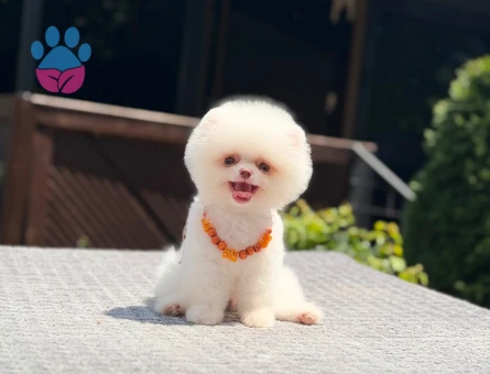 Çocuk Dostu Pomeranian Boo 2 Aylık Bebekler
