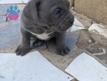 A kalite dev adayı cane corsa yavrular