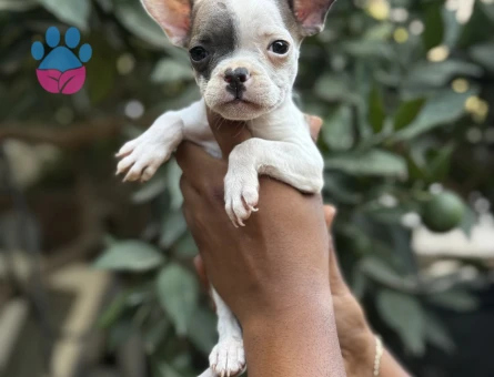 2 AYLIL ERKEK DİŞİ FRENCH BULDOG YAVRULAR