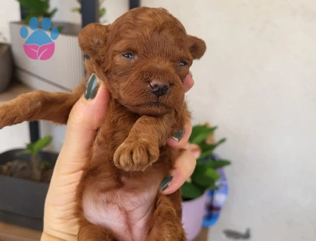 Korekan POODLE erkek yavru - 5526