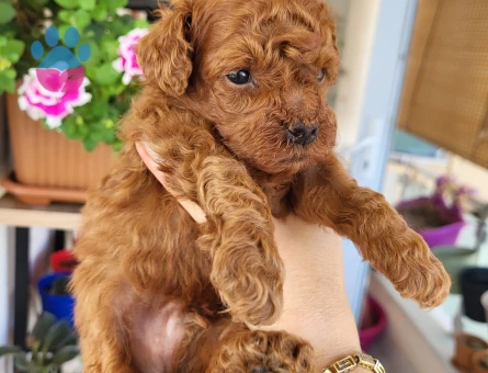 Korekan POODLE erkek yavru