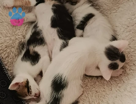 Tekir yavru kedi - 5527