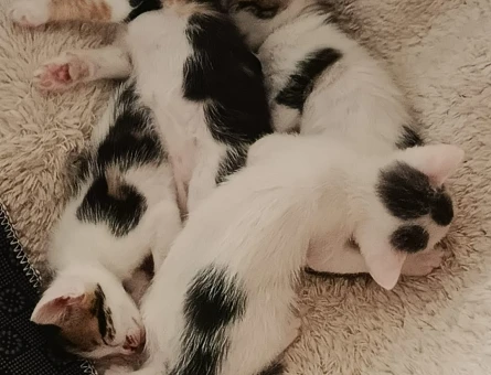 Tekir yavru kedi - 5527