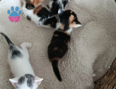 Tekir yavru kedi