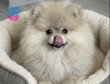 POMERANİAN BOO ORANGE ERKEK