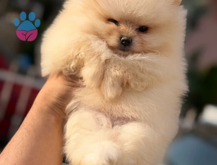 Pomerian Boo yavrularımız