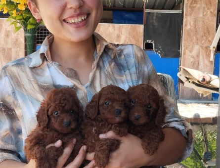 Sevgi Dolu Aile Arayan Toy Poodle Bebekler - 5532