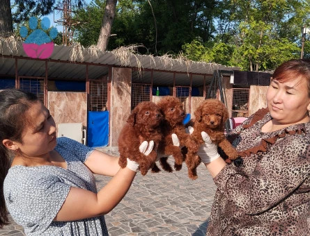 Sevgi Dolu Aile Arayan Toy Poodle Bebekler