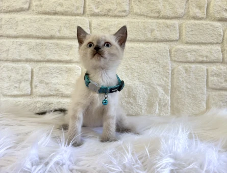 British Shorthair Blupoint Erkek 2 Aylık