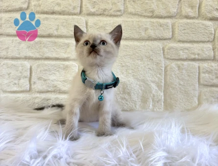 British Shorthair Blupoint Erkek 2 Aylık