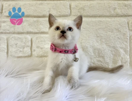 2 Aylık British Shorthair Bluepoint Dişi Yavru
