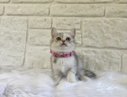 British Shorthair Silver Tabby Dişi Meraklı Kızımız