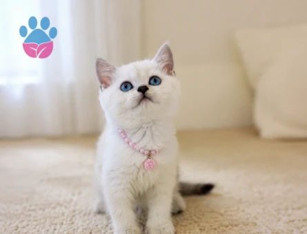 British Shorthair Silver Point Çiçek Kızımız. - 7086 - Görsel 2