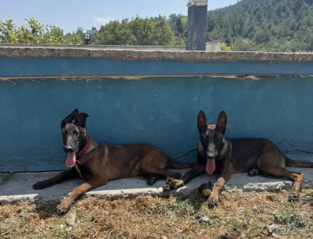 EĞİTİMLİ BELÇİKA ( Malinois ) YAVRULAR YENİ AİLESİNİ BEKLİYOR - 7088