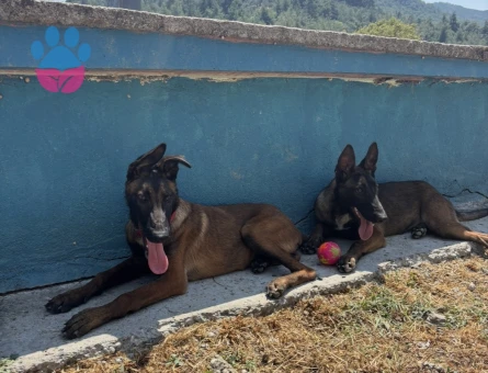 EĞİTİMLİ BELÇİKA ( Malinois ) YAVRULAR YENİ AİLESİNİ BEKLİYOR - 7088 - Görsel 3