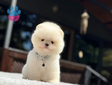 Pomeranian Boo Mini Dİşi Yavrumuz - 7090 - Görsel 5