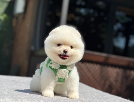 Pomeranian mini erkek yavrumuz teddy - 7091