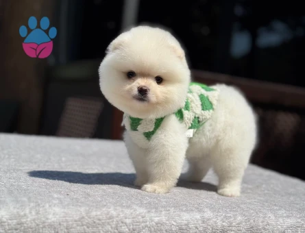 Pomeranian mini erkek yavrumuz teddy - 7091 - Görsel 4
