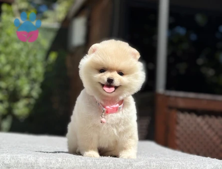 Pomeranian dişi mini ayıcık yavrumuz - 7092