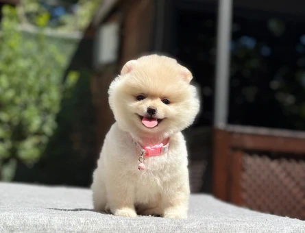 Pomeranian dişi mini ayıcık yavrumuz - 7092