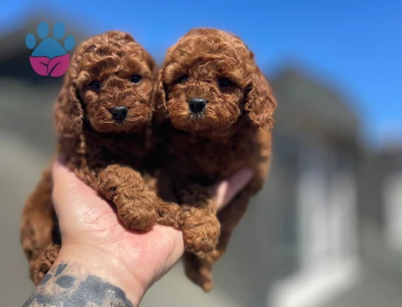 Dark brawn kore Poodle yavrular - 7093 - Görsel 3