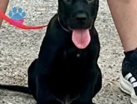 Safkan Cane Corsa - 7094